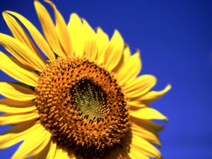 sunflower_11
